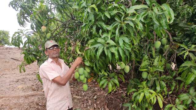 Mango grower Sudhir Gadi at his orchard in Maharashtra's Sindhudurg district 