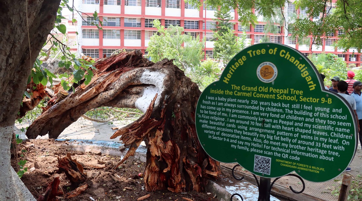 The heritage tree that collapsed (File)