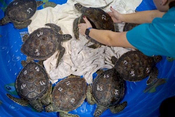 Where New York’s sick sea turtles go for rehab and squid snacks | World ...