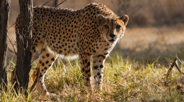One of the seven male cheetahs being brought to Kuno. (Express Photo)