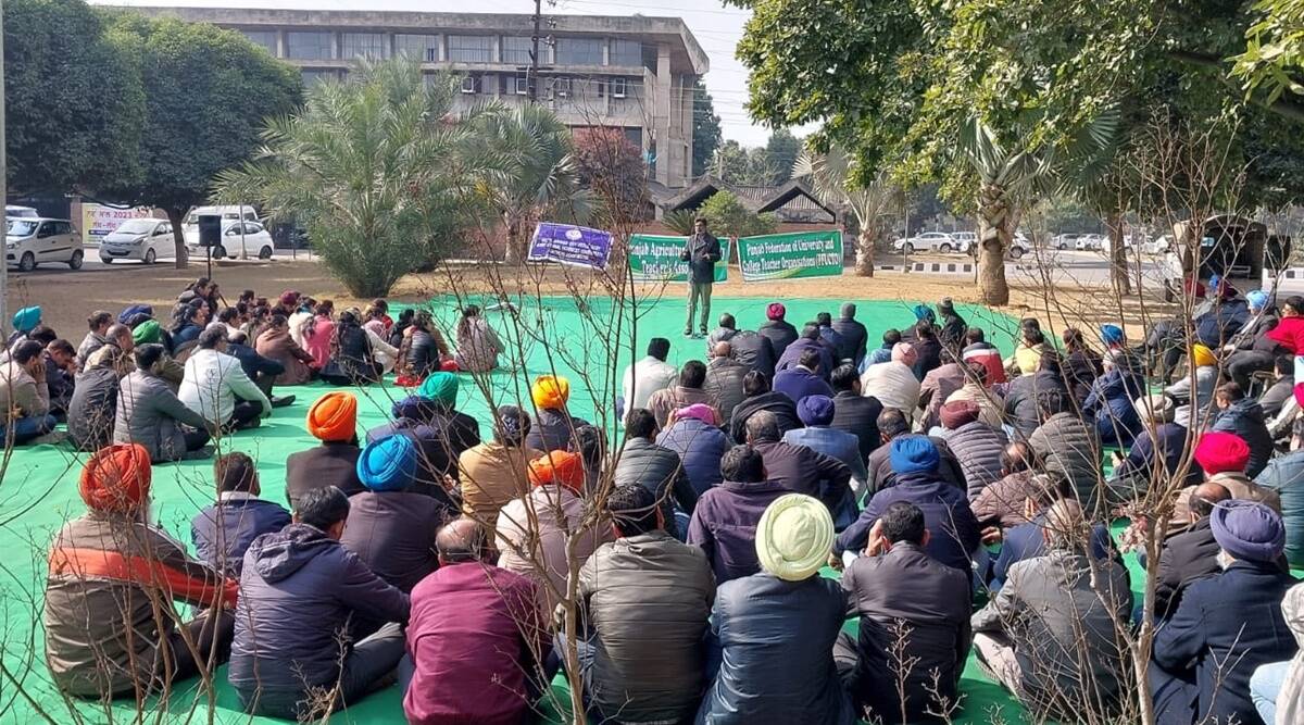 PAU teachers protest against the non-implementation of revised UGC pay scales