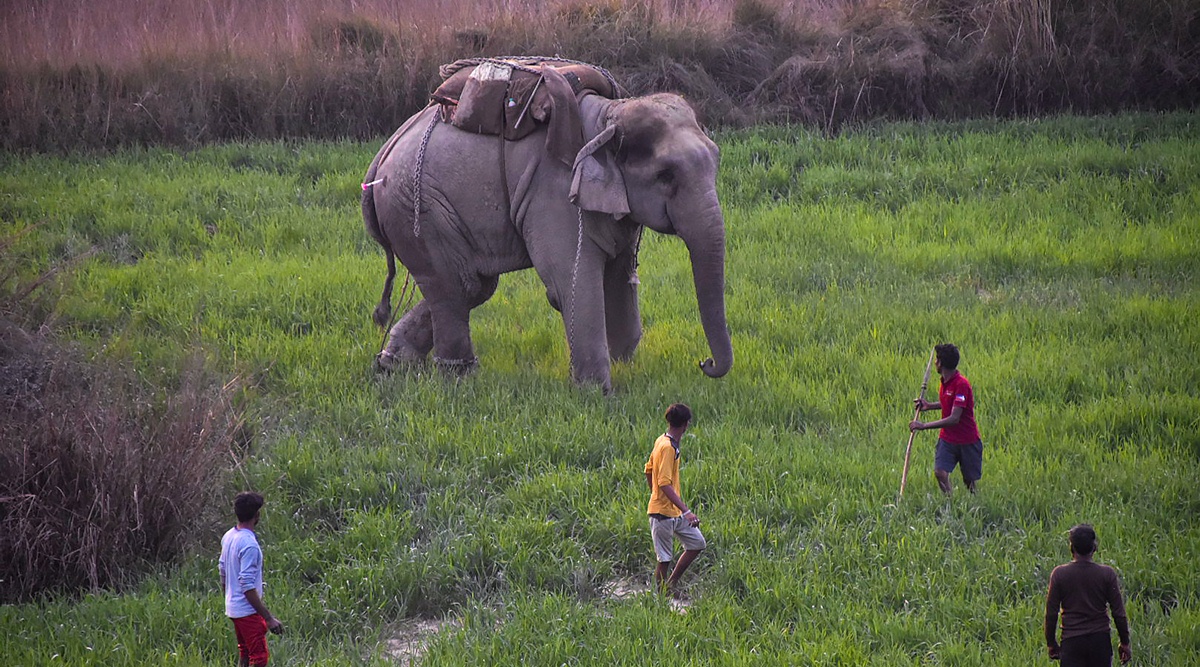 People try to control the elephant, which turned violent, in Gorakhpur on Thursday. (PTI)