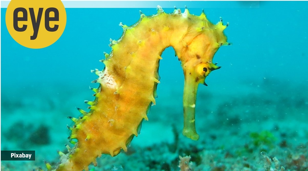 Sea horse