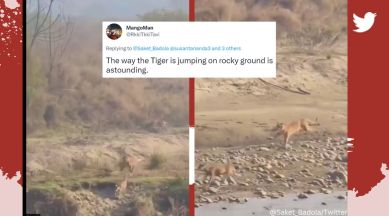 Tiger chases deer in Jim Corbett National Park