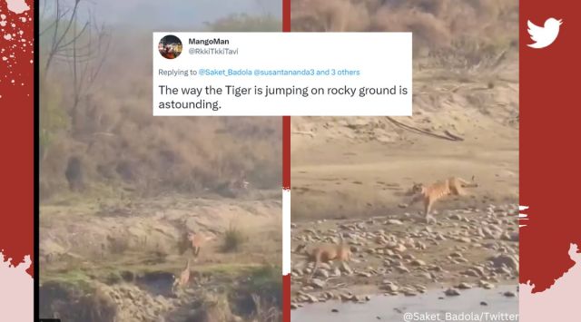 Tiger chases deer in Jim Corbett National Park