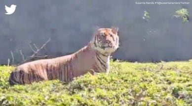 tiger, tiger in tea estate, tiger video, viral tiger video, majestic tiger, tiger in tea estate video, indian express