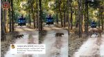Tigress being followed by four cubs in a national park in MP