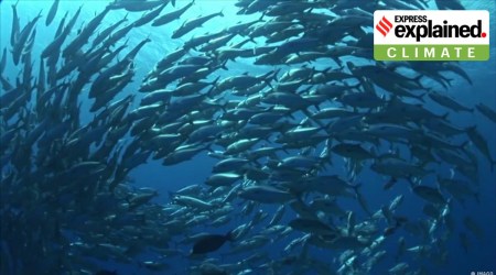 Photo of fish swimming