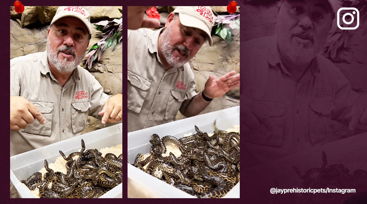 anaconda snakelet viral video