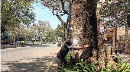 bengaluru tree felling impacting biodiversity