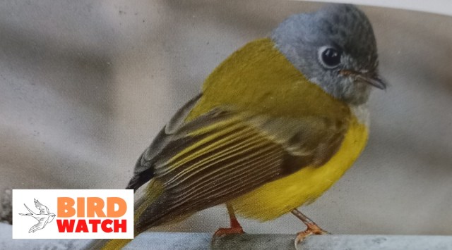 A grey-headed canary flycatcher. Its identification marks are a squarish grey head and breast, canary yellow belly, and yellowish-green upper parts. (Express Photo)