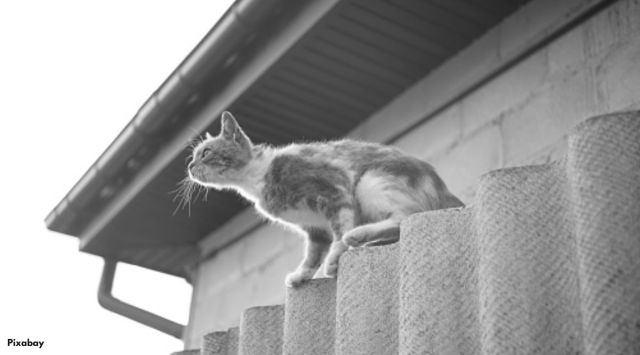 cat on a ledge