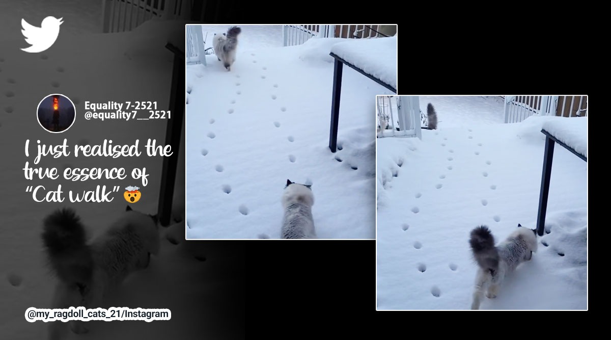 direct registering cats