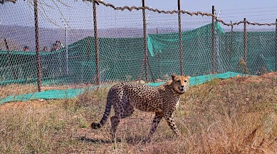 cheetahs Kuno National Park