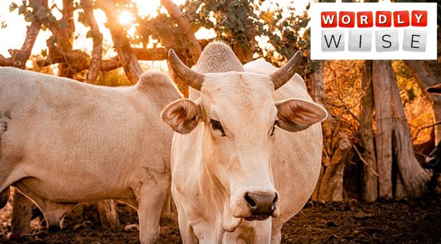 cow related phrases in english, holy cow meaning, sacred cow meaning, indian express