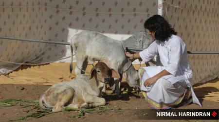 Cow hug day celebration at Bhagwat Vidyapeeth in Ahmedabad (Express photo by Nirmal Harindran)