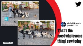 Most dogs in a conga line, dogs Guinness World Record, viral videos dogs, bizarre world records, indian express