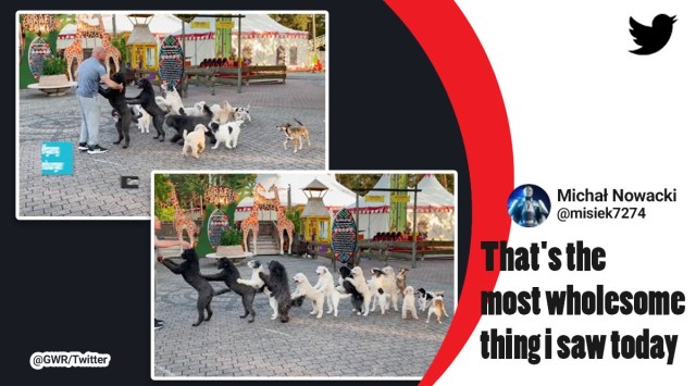 Most dogs in a conga line, dogs Guinness World Record, viral videos dogs, bizarre world records, indian express