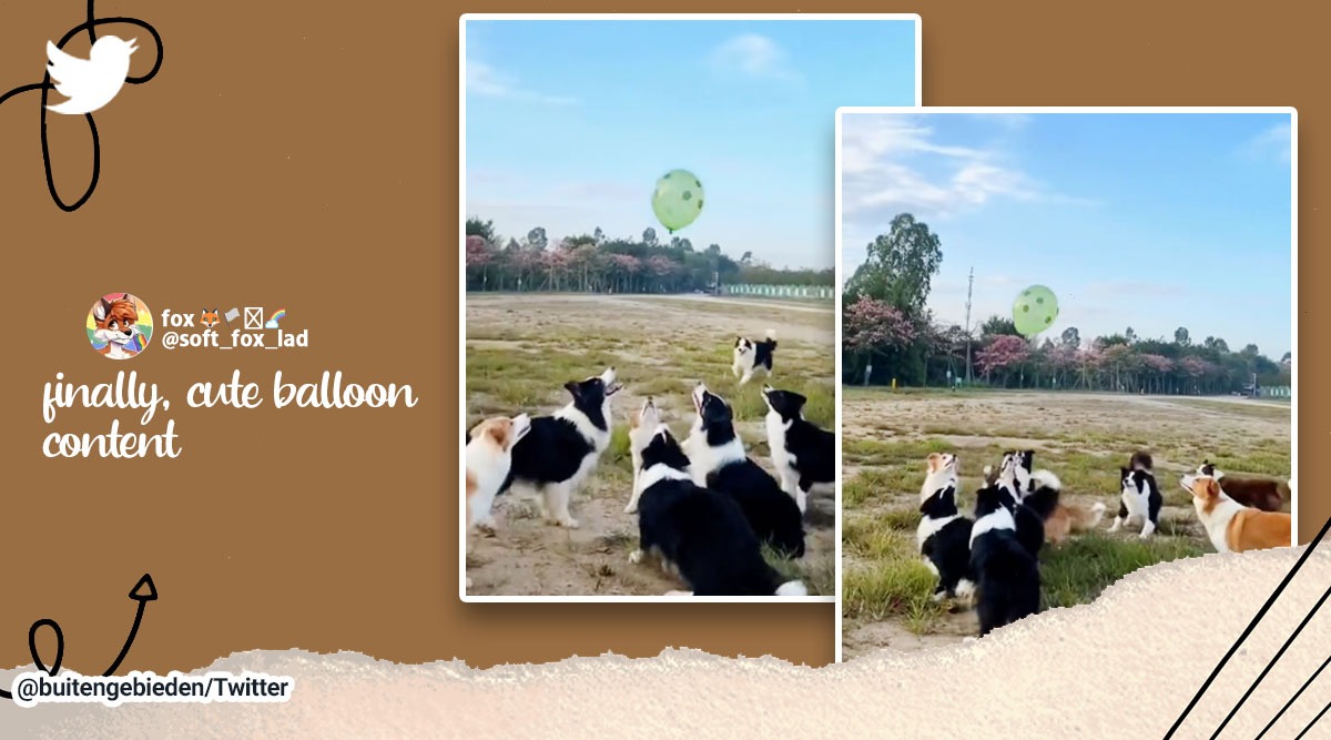 dogs playing with balloon