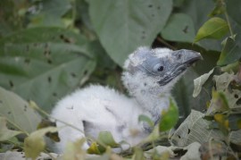 Indian vultures (Gyps indicus)
