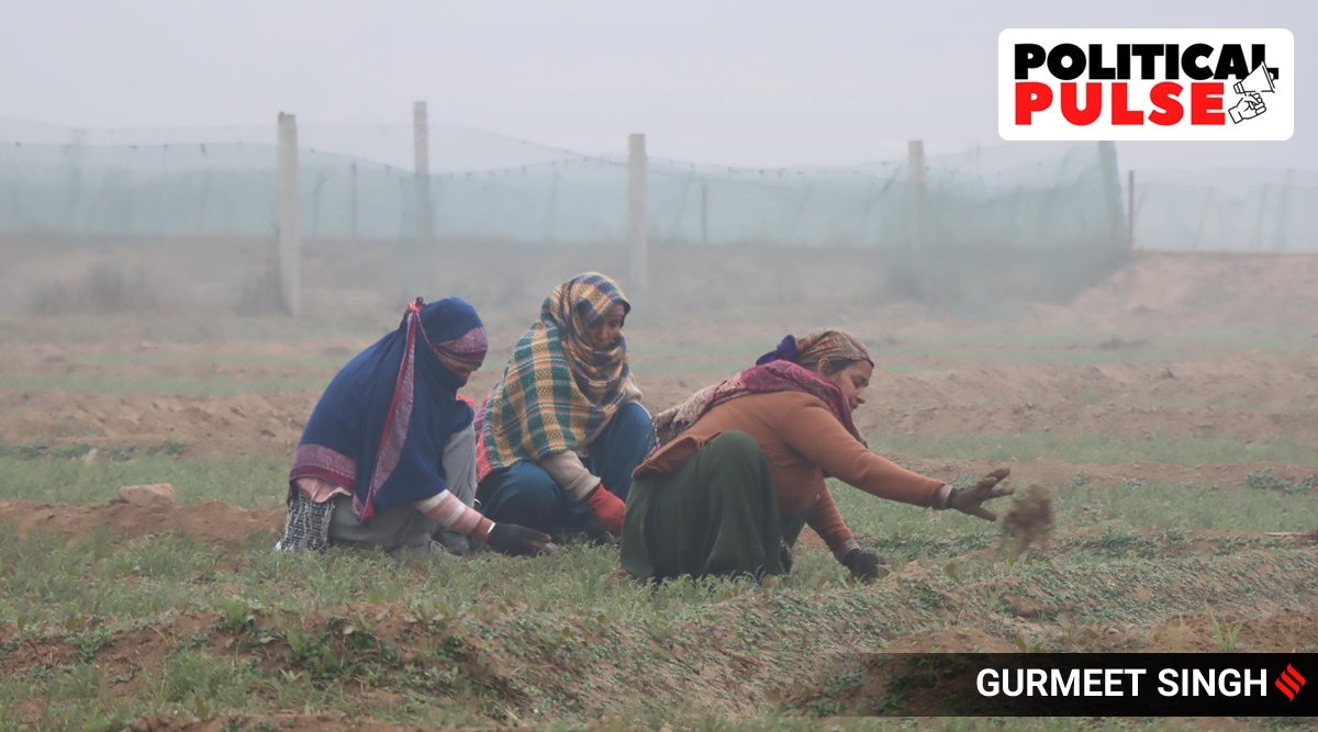 farmers pluck crop from a foggy field
