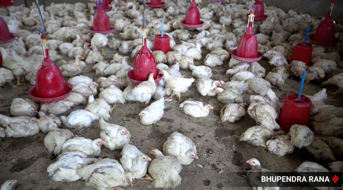 21 dip in livestock, poultry slaughtered for meat in Gujarat NABARD