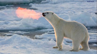 Polar bear breathes fire in 'magical' photo | Trending News,The Indian  Express