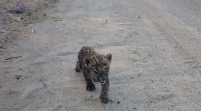 Leopard Surendranagar