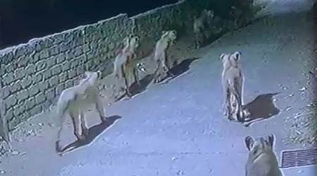 Lions are seen strolling through Bherai village in Amerli district on Tuesday. (Videograb)