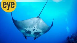 manta ray