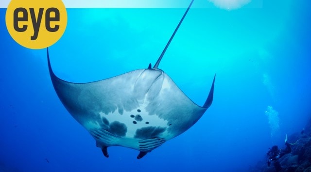 manta ray