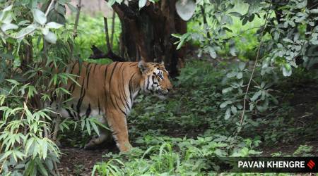 Wildlife board recommends Rs 15 lakh aid for families vacating protected ...