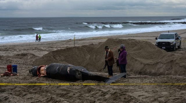 us whale deaths