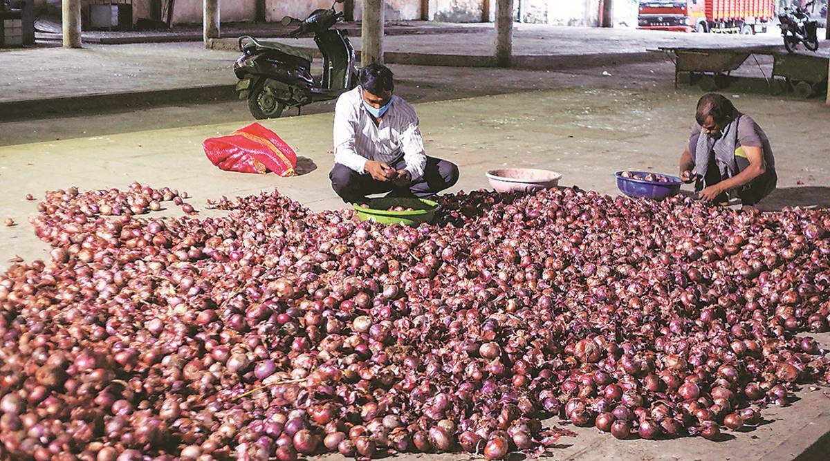 Onion Exports Speed Up Demand From Gulf Countries Heats Up Markets   Onion 3 