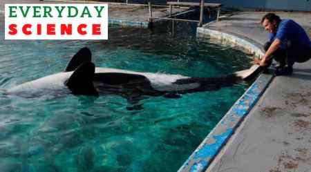 Animal rights activists have fought hard in recent decades to keep orca whales in the wild and out of captivity. (AP Photo)