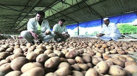 Potato prices fall drastically in Punjab — to a quarter of rate on which farmers bought seed