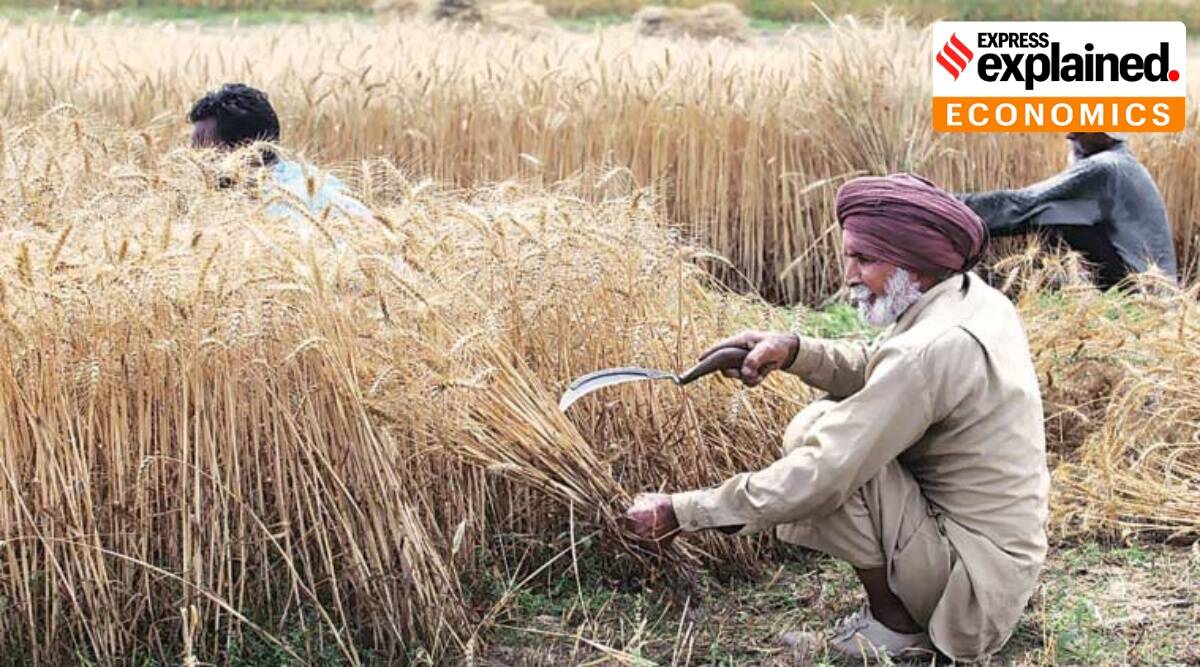 Farmers harvesting crops in a field