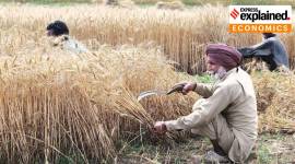 Farmers harvesting crops in a field