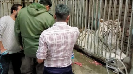 Rani, Delhi zoo’s oldest white tigress, dies