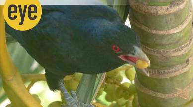 A greedy koel