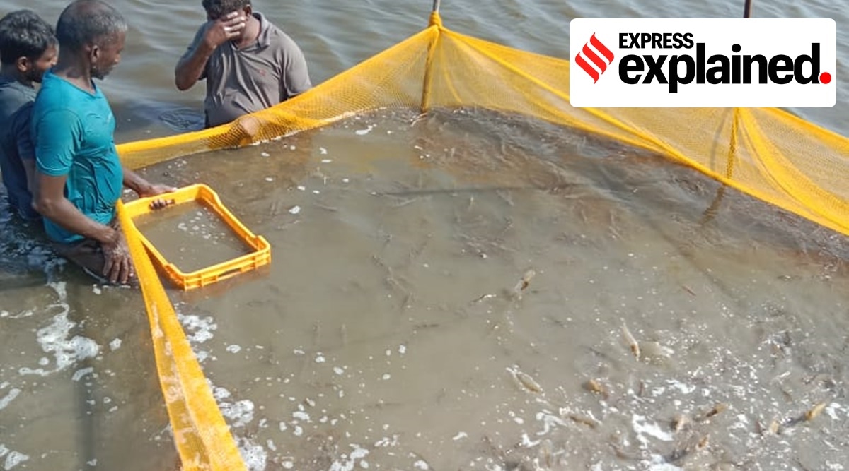 shrimp farming, punjab shrimp farming, express explained, indian express
