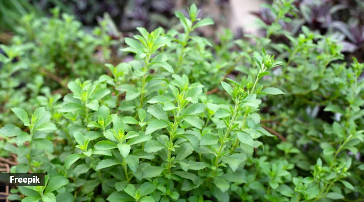 Stevia