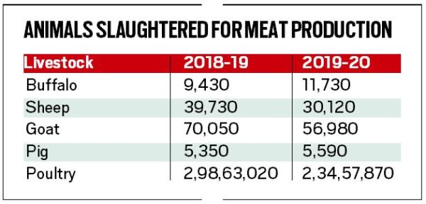 21% dip in livestock, poultry slaughtered for meat in Gujarat: NABARD |  Cities News,The Indian Express