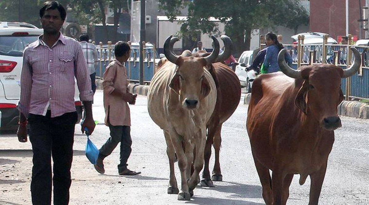 Ludhiana launches special drive to shift stray cattle on roads to gaushalas