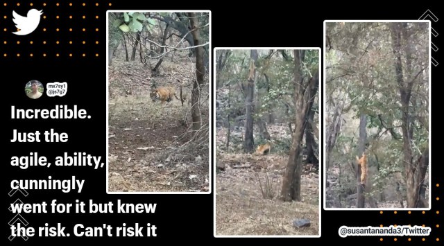 tiger chasing leopard