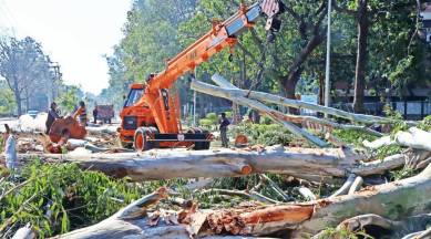 The authorities concerned Friday undertook not to cut more eucalyptus trees in Sector 9. (Express photo by Kamleshwar Singh)