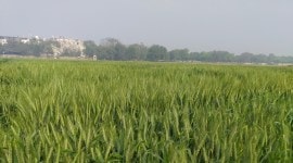 ICAR wheat high temperature study