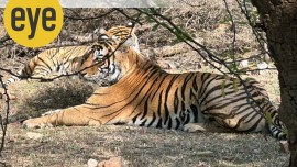 ranthambore national park, tiger, tiger reserve, safari, jungle safari, india, indian express