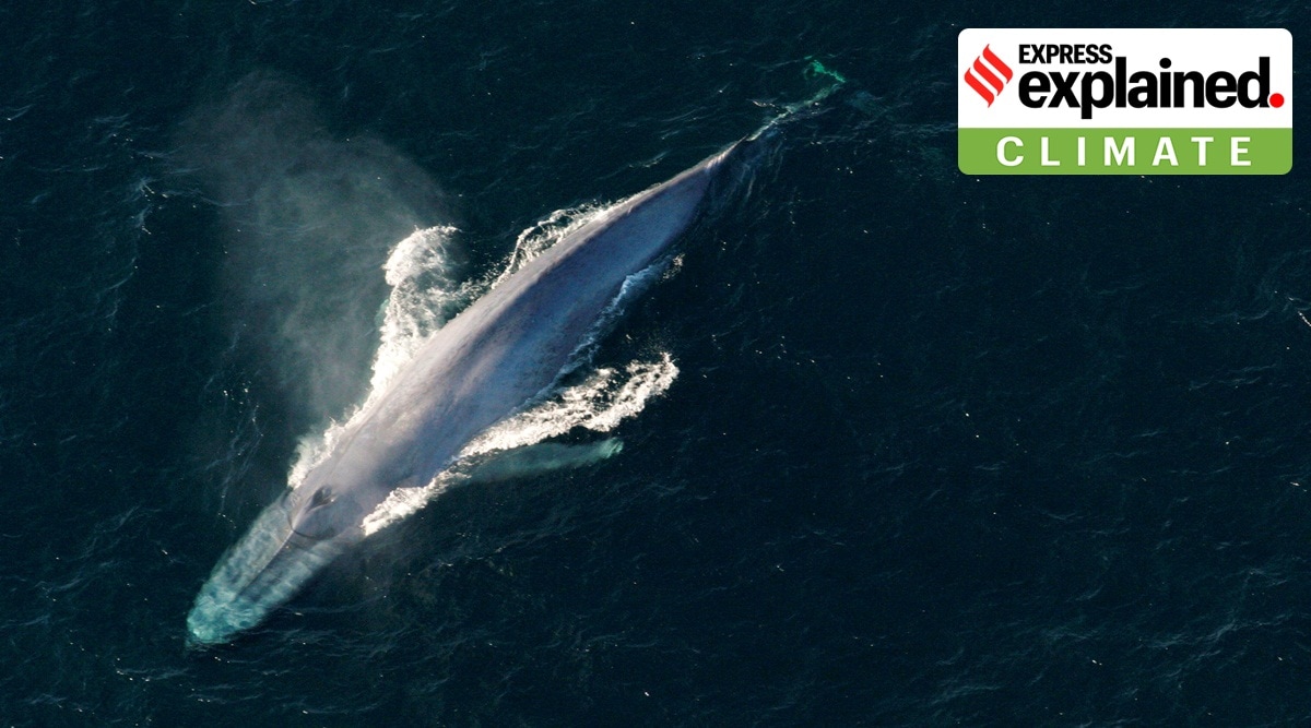 A blue whale surfaces to breathe in an undated picture from NOAA