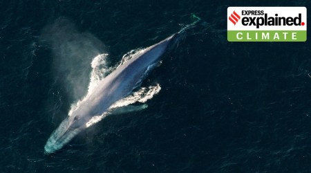 A blue whale surfaces to breathe in an undated picture from NOAA